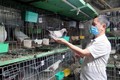 Nông dân Thuận Thành lãi cao từ mô hình nuôi chim bồ câu Pháp