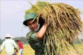 Lực lượng vũ trang Thừa Thiên-Huế hỗ trợ người dân thu hoạch lúa bị ảnh hưởng của mưa lớn