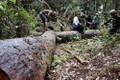 Kon Tum: Cấp tốc thành lập Đoàn kiểm tra thông tin có phá rừng quy mô lớn