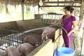 Tập trung tái đàn sau dịch tả lợn châu Phi