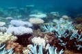 Rạn san hô lớn nhất thế giới trải qua đợt tẩy trắng nghiêm trọng nhất trong lịch sử