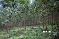 Trồng rừng gỗ lớn giúp người dân miền núi tỉnh Thanh Hóa nâng cao thu nhập