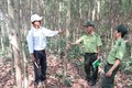 Nan giải công tác trồng lại rừng trên đất lâm nghiệp tại Gia Lai