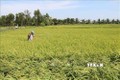 Nhân rộng mô hình sản xuất lúa thích ứng với biến đổi khí hậu