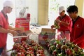  越南红心火龙果展销周活动在澳大利亚圆满举行