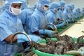 越南虾类出口有望达38亿美元