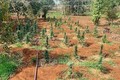 Đắk Lắk: Liên tiếp phát hiện 3 gia đình trồng cây cần sa trái phép
