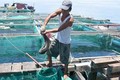 李山岛军曹鱼养殖模式 经济效益良好