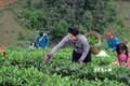 Quỹ Hỗ trợ nông dân giúp người dân huyện Thuận Châu phát triển kinh tế