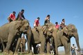 Bảo tồn voi Tây Nguyên - Thực trạng và giải pháp