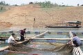 Hiệu quả từ mô hình nuôi cá lồng trên lòng hồ thủy điện Sơn La