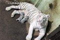 Lần đầu tiên nhân giống và nuôi dưỡng thành công hổ Bengal trắng tại Việt Nam