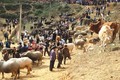Si Ma Cai phát triển chăn nuôi đại gia súc