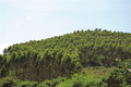 Hiệu quả từ việc liên kết trồng rừng ở Đắk Lắk