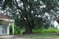 Cây bồ đề 132 năm tuổi được công nhận là cây Di sản