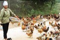 Kỹ thuật nuôi gà thả vườn an toàn sinh học
