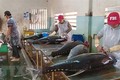 越南金枪鱼出口增长3到4倍
