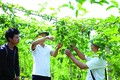 百香果树病虫害防治措施
