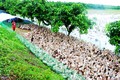 同塔省发展田地放养蛋鸭模式 为农民带来更高收入
