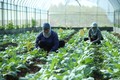 “Sản xuất nông nghiệp hữu cơ - công đầu thuộc về những người nông dân Hà Nội…”