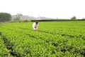 Chè là một trong những cây trồng chủ lực trong phát triển kinh tế ở Thanh Sơn (Phú Thọ). Ảnh: baophutho.vn
