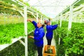 Sản xuất rau siêu sạch tại Khu sinh thái nông nghiệp Thung lũng Ngọc Linh Hòa Lạc ở xã Tiến Xuân, huyện Thạch Thất.