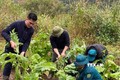 Lực lượng chức năng xóa bỏ cây thuốc phiện trên địa bàn tỉnh Cao Bằng. Ảnh: TTXVN phát