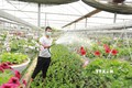 Hộ nông dân Hoàng Văn Trào ở xã Tích Giang, huyện Phúc Thọ (Hà Nội) chuyển đổi hơn 1.000 mét vuông đất lúa kém hiệu quả kinh tế sang trồng hoa cây cảnh trong nhà lưới cho thu nhập hơn 500 triệu đồng/sào/năm. 