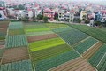 Huyện Mê Linh (Hà Nội) xây dựng các vùng chuyên canh nông nghiệp quy mô lớn theo hướng ứng dụng công nghệ cao, tạo ra sản phẩm an toàn, đảm bảo chất lượng và cho giá trị kinh tế cao.
