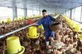 Công ty cổ phần Tiên Viên hiện là đầu mối liên kết phát triển chăn nuôi khép kín nhằm tạo việc làm và thu nhập cho nhiều hộ dân sinh sống trên địa bàn huyện Chương Mỹ (Hà Nội).