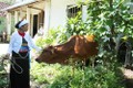 Ngành Nông nghiệp Hà Nội triển khai có hiệu quả mô hình chăn nuôi bò sinh sản hỗ trợ đồng bào dân tộc còn khó khăn phát triển kinh tế tại các xã miền núi thuộc 3 huyện Thạch Thất, Ba Vì, Mỹ Đức.