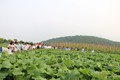 Sản xuất rau hữu cơ trên địa bàn các xã thuộc vùng đồng bào dân tộc thiểu số và miền núi của Hà Nội đã và đang phát huy hiệu quả rõ nét, giúp đồng bào tăng thu nhập.