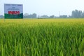 Liên kết sản xuất, bao tiêu sản phẩm giống lúa thuần năng suất, chất lượng cao VNR20 của Hợp tác xã sản xuất kinh doanh nông nghiệp Đoàn Kết triển khai tại xã Quảng Phú Cầu, huyện Ứng Hòa (Hà Nội).