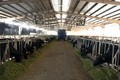 Hà Nội hiện có tổng đàn bò sữa là 15.504 con (tăng 50% so với năm 2010), năng suất sữa đạt 5 tấn/con/chu kỳ (tăng 8,8% so với năm 2010).