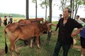 Để phát triển chăn nuôi bò thịt, Hà Nội sẽ xây dựng các chuỗi liên kết, trong đó phát triển mô hình liên kết sản xuất giữa hộ chăn nuôi, gia trại, trang trại, hợp tác xã với các doanh nghiệp trong chế biến và tiêu thụ thịt bò.
