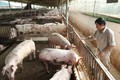 Hà Nội tuyên truyền đẩy mạnh chăn nuôi lợn theo hướng trang trại, quy mô lớn khép kín.