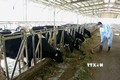 Trang trại chăn nuôi bò sữa liên kết với doanh nghiệp ở xã Tản Lĩnh, huyện Ba Vì (Hà Nội).