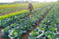 Những năm qua, Hợp tác xã rau quả sạch Chúc Sơn đã xây dựng được vùng sản xuất rau chứng nhận VietGAP 17,8 ha, chứng nhận GlobalGAP 5 ha.