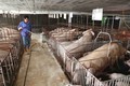 Theo định hướng phát triển từ này đến năm 2025, ngành Nông nghiệp Hà Nội sẽ đẩy mạnh triển khai các giải pháp hỗ trợ phát triển 3 vùng chăn nuôi hữu cơ gia cầm và hai nhóm gia súc là bò và lợn.