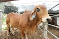 Một trong những chuỗi liên kết điển hình của Hà Nội là chuỗi thịt bò BBB của Công ty cổ phần giống gia súc Hà Nội.