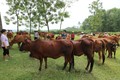 Chăn nuôi bò ở xã Tòng Bạt, huyện Ba Vì (Hà Nội).
