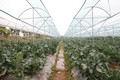 Sản xuất rau tại Hợp tác xã rau hữu cơ công nghệ cao Cuối Quý ở huyện Đan Phượng (Hà Nội) cho hiệu quả kinh tế cao.