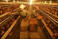 Với diện tích gần 2 ha tại xã Cấn Hữu, huyện Quốc Oai (Hà Nội), anh Cấn Văn Lâm đã đầu tư trang trại nuôi hơn 4,5 vạn con gà đẻ trứng theo quy trình VietGAP. Mỗi tháng trang trại nhà anh Lâm thu hơn 120.000 quả trứng, lợi nhuận trên 100 triệu đồng, tạo vi