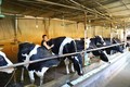 Nhiều năm nay, anh Lê Đức Thụy ở thôn Chu Chàng, xã Minh Châu, huyện Ba Vì (Hà Nội) luôn quan tâm phát triển chăn nuôi bò sữa, doanh thu mỗi năm lên đến hàng tỷ đồng. 