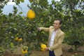Huyện Thạch Thất (Hà Nội) đẩy mạnh phát triển cây ăn quả; khuyến khích nông dân duy trì, phát triển các mô hình nông nghiệp hữu cơ, sản xuất nông sản an toàn.