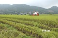 Hà Nội sẽ quy hoạch vùng sản xuất, xây dựng cánh đồng mẫu lớn, áp dụng tiến bộ khoa học - kỹ thuật, đưa cơ giới hóa vào sản xuất lúa.