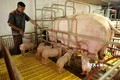 Hà Nội khuyến khích chăn nuôi lợn theo vùng, xã trọng điểm, xa khu dân cư và sẽ tập trung hỗ trợ các trang trại chăn nuôi quy mô lớn nằm trong vùng quy hoạch của địa phương.