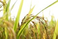 Hà Nội có hơn 160.000ha sản xuất lúa chuyên canh, sản lượng trên 1 triệu tấn/năm, trong đó lúa đặc sản, lúa chất lượng cao chiến hơn 70%, riêng lúa thơm các loại chiếm hơn 53% sản lượng lúa của thành phố. 