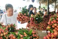 Sản phẩm nông nghiệp trên địa bàn Hà Nội rất phong phú, đáp ứng nhu cầu về chất lượng ngày càng cao của người tiêu dùng.