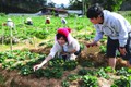 Nhiều hộ đồng bào dân tộc K’ho ở xã Đạ Sar, huyện Lạc Dương (Lâm Đồng) tham gia trồng dâu tây, góp phần thu hút khách du lịch tới tham quan, trải nghiệm. Ảnh: An Thành Đạt
